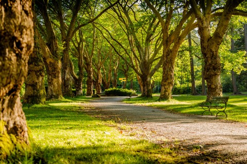 path through a park with trees